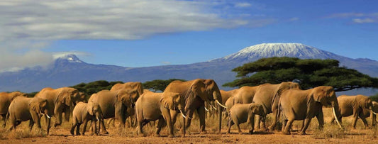 Tanzania - The Coffee World in Mount Kilimanjaro